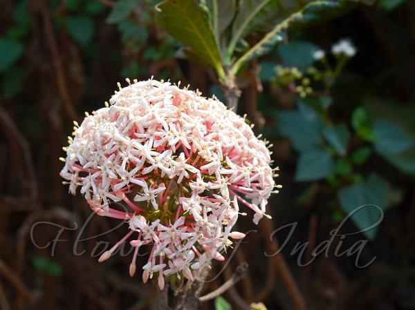 Large-Flower Ixora
